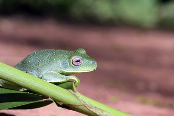 True tree frog sighted in the Atlantic Rainforest