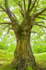 Obraz premium ミズナラの大木