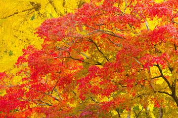 秋のカエデとイチョウ