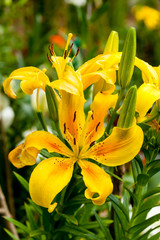 Obraz premium Tropical Water Lily