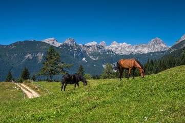 Horse in the Alpine meadow under the mountains
