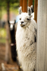 Domestic Llama Eating Hay Farm Livestock Animals Alpaca