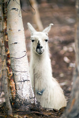 Domestic Llama Laying Down Farm Livestock Animals