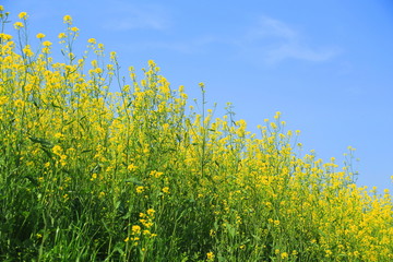 青空と菜の花