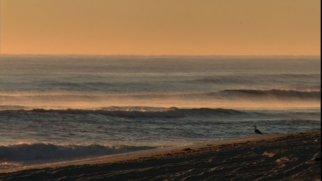 Cape Cod Sunrise rolling surf & seagull