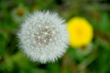 Fototapeta premium タンポポ