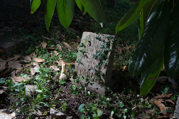 Tombstone in the Trees