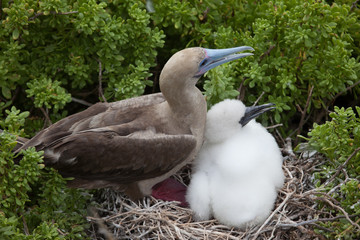 Red-Footed booby (Sula sula) with chick, Galapagos Islands, Ecuador