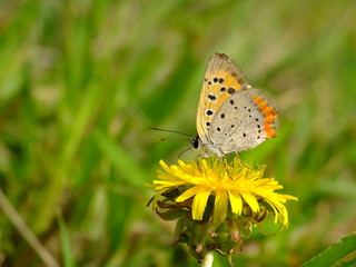Obraz premium little butterfly and the dandelion