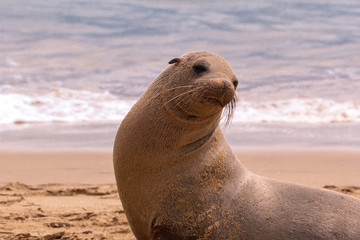 Obraz premium A sea lion play sand on the beach, Galapagos Islands, Ecuador