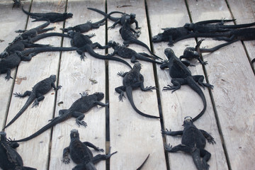 Marine iguanas (Amblyrhynchus cristatus) on thedeck,  Galapagos Islands, Ecuador