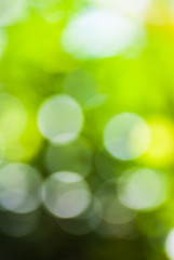 Obraz premium Zielony liść z białym bokeh streszczenie do użytku bacground