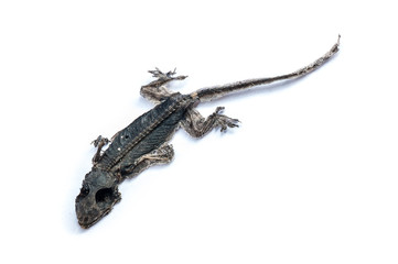 Dried dead small lizard showing its body skeleton isolated on white