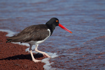 American Oystercatcher looking for food on the beach at Galapagos Islands, Ecuador