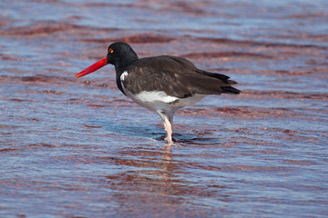 American Oystercatcher looking for food on the beach at Galapagos Islands, Ecuador