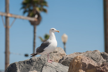 Sea gull sitting on the rocks looking for food.