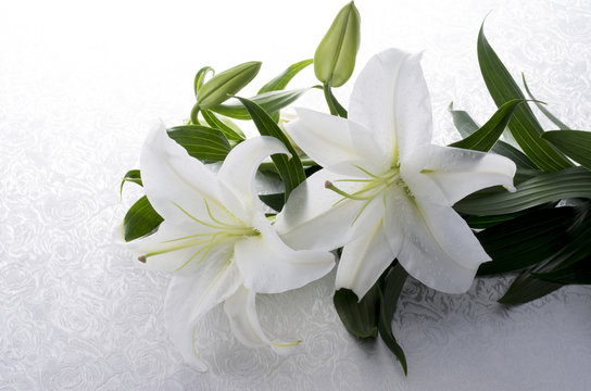 Imagenes Graficos Vectores Y Videos Libres De Derechos De Autor Y Fotos Sobre El Tema Lilium Adobe Stock