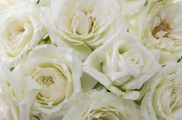 白いバラ
