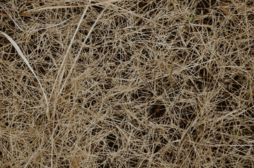 Background of Dried Grass In Soft Focus.