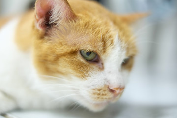 Fototapeta premium orange cat closeup