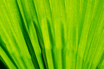 Background of Palm Leaf Detail In Soft Focus.