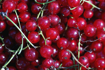 scattering of red currants