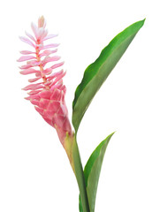 Pink ginger flower isolated on white background with working pat