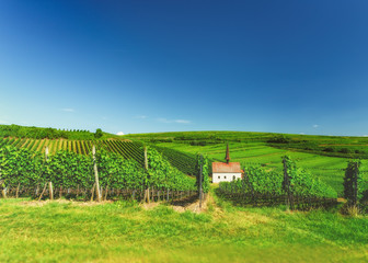 Fototapeta premium Picturesque vineyard landscape with vines growing on hills and a small old church. Germany, Black Forest, Kaiserstuhl. Wine-making background. Vintage effect, diffused.