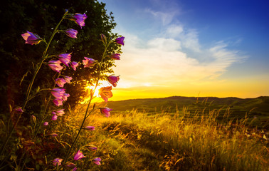 Beautiful countryside landscape with field flowers lit by sunset and mountains in the background.