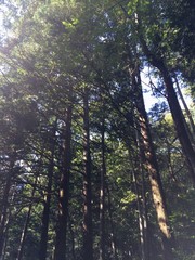 Fototapeta premium 朝日に照らされる木
