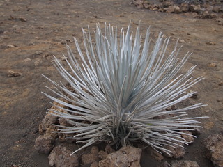 Silversword on the ground of Mauna Kea