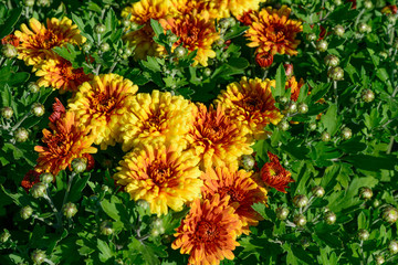 Yellow summer garden flowers
