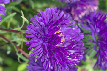 Obraz premium Purple asters