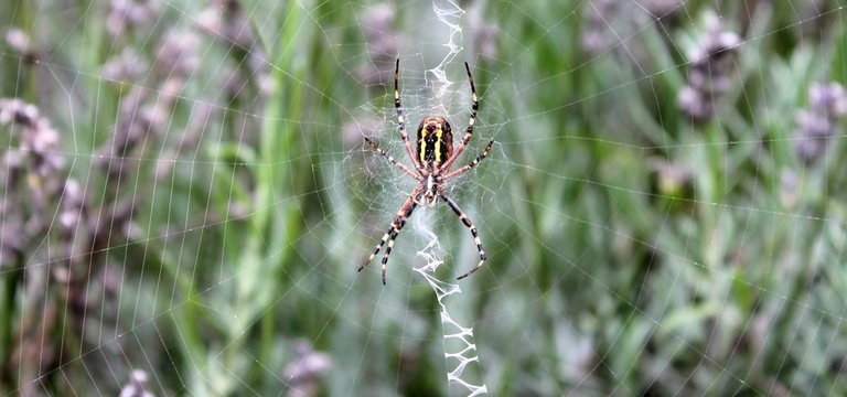 Araign&eacute;e dans la lavande