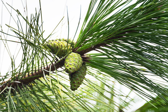 Young Conifer Cone
