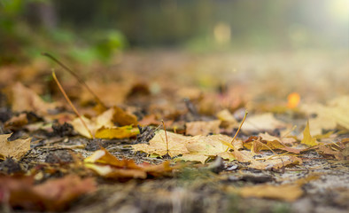 fallen leaves in autumn forest at sunny weather