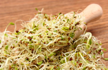 Alfalfa and radish sprouts on scoop, wooden background