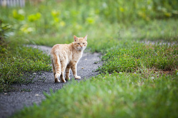 Obraz premium Vagrant cat