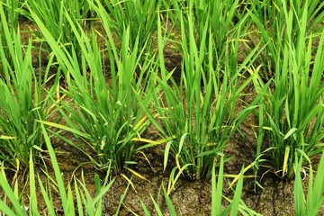 田植え50日後の田園風景／山形県の庄内地方で、田植え50日後の田園風景を撮影した写真です。