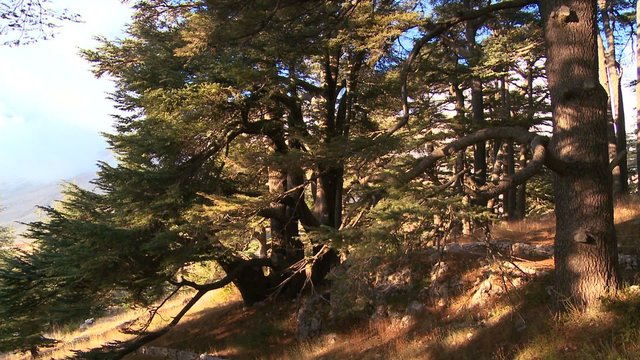 The sun shines through a grove of cedar trees of Lebanon.