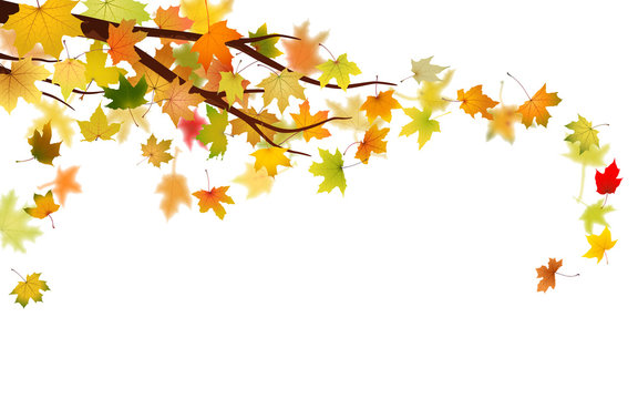 Branch with autumn maple leaves, vector illustration.
