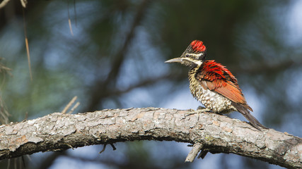 Black-rumped flameback in Ella, Sri Lanka