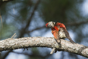 Black-rumped flameback in Ella, Sri Lanka