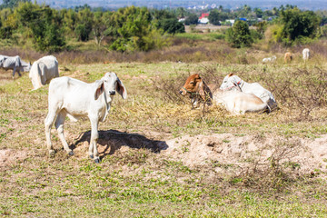 Thai cow in field