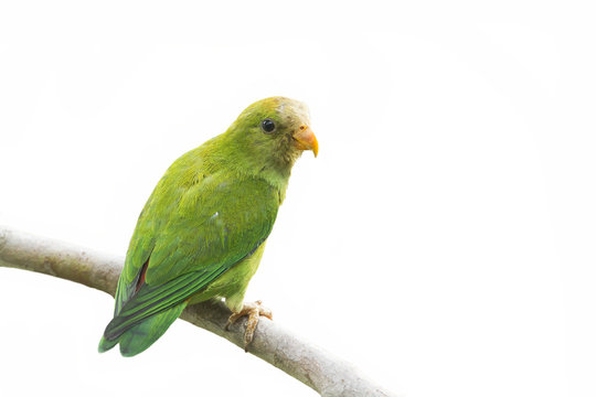 Ceylon Hanging-Parrot isolated in white background, Sri Lanka