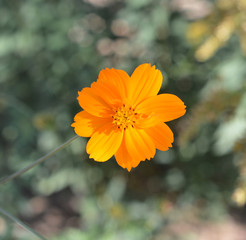 yellow flower on a blurred background