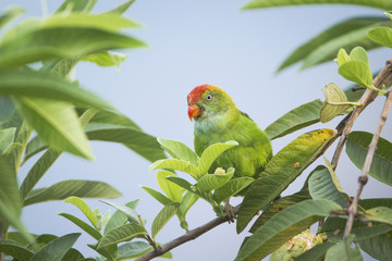 Ceylon Hanging-Parrot in Ella, Sri Lanka