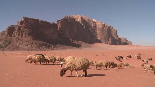 Sheep and goats are led in the distance by a Bedouin shepherd in Wadi Rum, Jordan.
