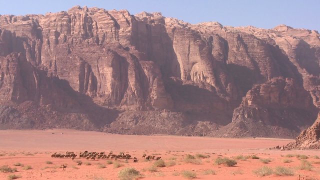 Sheep and goats are led in the distance by a Bedouin shepherd in Wadi Rum, Jordan.