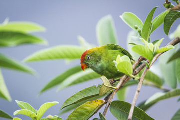 Fototapeta premium Ceylon Hanging-Parrot in Ella, Sri Lanka
